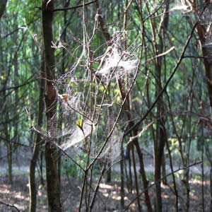 Cobwebs in the woods