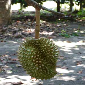 Durian growing from tree