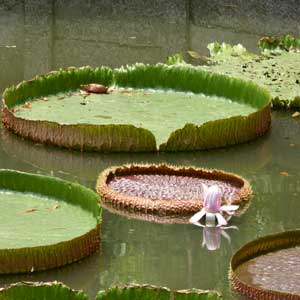 Giant lily pads in Saranrom Park