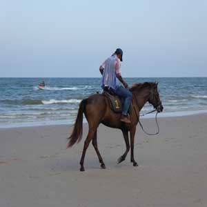 Horse on Hua Hin beach