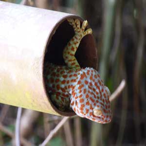 Lizard in a railing, Khao Yai National Park