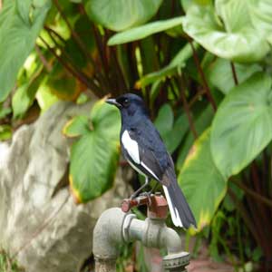 Oriental magpie robin in Saranrom Park