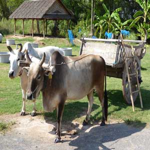 Ox and cart