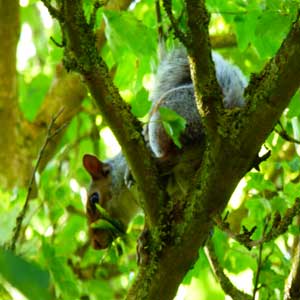 Squirrel in a tree