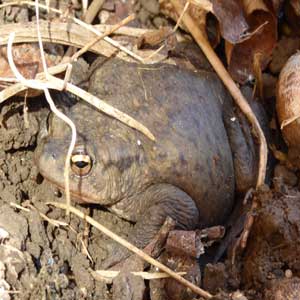 Toad in the mud