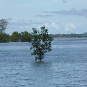 Tree growing in the river, Krabi