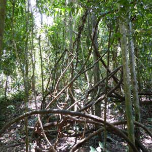 Twisted trees at Khao Yai National Park