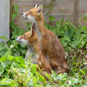 Two alert foxes