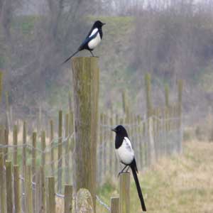 Two magpies on a fence in the countryside