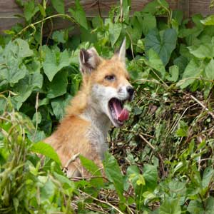 Yawning fox